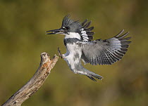 Belted Kingfisher (Megaceryle alcyon) male landing with fish prey, Florida