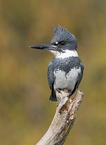 Belted Kingfisher (Megaceryle alcyon) male, Florida