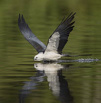 Swallow-tailed Kite (Elanoides forficatus) drinking while flying, Florida