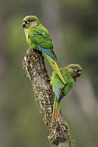 Maroon-bellied Parakeet (Pyrrhura frontalis) pair, Atlantic Rainforest, Brazil