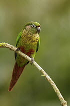 Maroon-bellied Parakeet (Pyrrhura frontalis), Atlantic Rainforest, Brazil