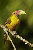 Saffron Toucanet (Baillonius bailloni), Atlantic Rainforest, Brazil