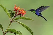 Violet-crowned Woodnymph (Thalurania colombica) hummingbird feeding on flower nectar, Costa Rica