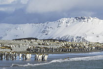 King Penguin (Aptenodytes patagonicus) colony on coast, South Georgia Island