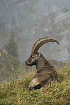 Alpine Ibex (Capra ibex) male, Valais, Alps, Switzerland