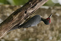 Ashy Woodpecker (Mulleripicus fulvus) male, North Sulawesi, Indonesia