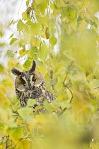 Long-eared Owl (Asio otus), Rhineland-Palatinate, Germany