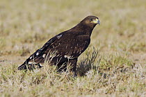 Greater Spotted Eagle (Aquila clanga) juvenile, Dhofar, Oman