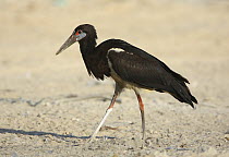 Abdim's Stork (Ciconia abdimii), Dhofar, Oman