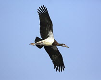 Abdim's Stork (Ciconia abdimii) flying, Dhofar, Oman