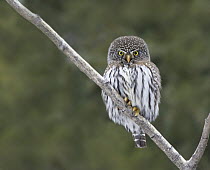 Mountain Pygmy-Owl (Glaucidium gnoma), Saskatchewan, Canada