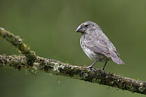 Medium Ground-Finch (Geospiza fortis) female, Galapagos Islands, Ecuador