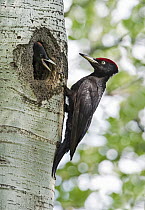 Black Woodpecker (Dryocopus martius) male at nest cavity with chick, Aosta Valley, Italy