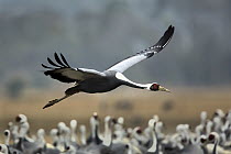 White-naped Crane (Grus vipio) flying, Arasaki Plain, Japan