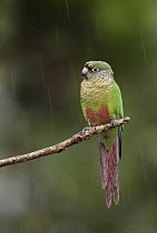 Maroon-bellied Parakeet (Pyrrhura frontalis) in rain, Atlantic Rainforest, Brazil
