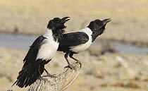 Pied Crow (Corvus albus) pair calling, Etosha National Park, Namibia