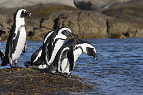Black-footed Penguin (Spheniscus demersus) group entering water, South Africa