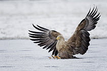 White-tailed Eagle (Haliaeetus albicilla) landing on ice, Poland
