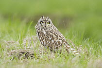 Short-eared Owl (Asio flammeus), Emilia-Romagna, Italy