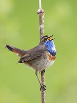 White-spotted Bluethroat (Luscinia svecica cyanecula) male calling from cattail, Netherlands