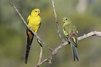 Regent Parrot (Polytelis anthopeplus) male and female, Victoria, Australia