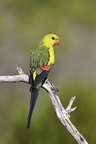 Regent Parrot (Polytelis anthopeplus) male, Victoria, Australia