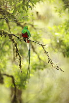 Resplendent Quetzal (Pharomachrus mocinno) male, Puntarenas City, Costa Rica