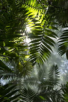 Sunlight shining through rainforest, Rincon de la Vieja National Park, Costa Rica