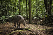 Baird's Tapir (Tapirus bairdii) in rainforest, Corcovado National Park, Costa Rica