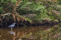 Little Blue Heron (Egretta caerulea) in wetland, Limon, Costa Rica