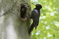Black Woodpecker (Dryocopus martius) mother at nest cavity with chick, North Rhine-Westphalia, Germany