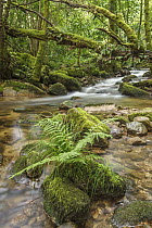 Stream in forest, Galicia, Spain