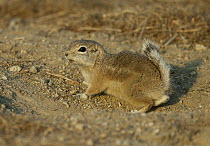 Nelson's Antelope-squirrel (Ammospermophilus nelsoni), Carrizo Plain National Monument, California