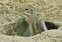 Nelson's Antelope-squirrel (Ammospermophilus nelsoni) at burrow, Carrizo Plain National Monument, California