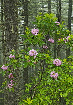 Pacific Rhododendron (Rhododendron macrophyllum) flowering, Mount Walker, Washington
