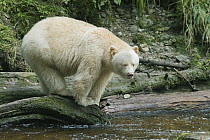 Kermode Bear (Ursus americanus kermodei), white morph called spirit bear, northern British Columbia, Canada