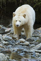 Kermode Bear (Ursus americanus kermodei), white morph called spirit bear, northern British Columbia, Canada