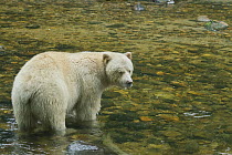 Kermode Bear (Ursus americanus kermodei), white morph called spirit bear in river, northern British Columbia, Canada