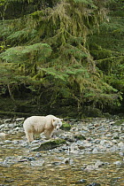 Kermode Bear (Ursus americanus kermodei), white morph called spirit bear in temperate rainforest, northern British Columbia, Canada