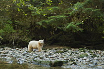 Kermode Bear (Ursus americanus kermodei), white morph called spirit bear in temperate rainforest, northern British Columbia, Canada