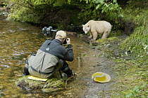 Kermode Bear (Ursus americanus kermodei), white morph called spirit bear and photographer, northern British Columbia, Canada