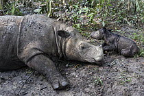 Sumatran Rhinoceros (Dicerorhinus sumatrensis) mother with newborn calf, native to Asia