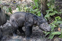 Sumatran Rhinoceros (Dicerorhinus sumatrensis) newborn calf, native to Asia