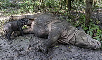 Sumatran Rhinoceros (Dicerorhinus sumatrensis) mother nursing newborn calf, native to Asia