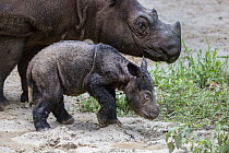Sumatran Rhinoceros (Dicerorhinus sumatrensis) mother and newborn calf, native to Asia