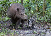 Sumatran Rhinoceros (Dicerorhinus sumatrensis) mother with newborn calf, native to Asia