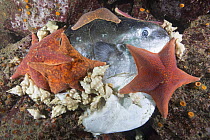 Bat Star (Asterina miniata) group and sea snails feeding on Ocean Sunfish (Mola mola) that was killed by California Sea Lion (Zalophus californianus), Monterey Bay, California