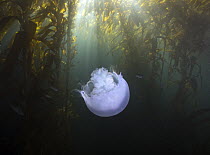 Moon Jelly (Aurelia labiata) in Giant Kelp (Macrocystis pyrifera) forest, Monterey Bay, California