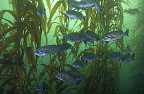 Blue Rockfish (Sebastes mystinus) school in Giant Kelp (Macrocystis pyrifera) forest, Monterey Bay, California