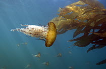 Pacific Sea Nettle (Chrysaora fuscescens) group and Giant Kelp (Macrocystis pyrifera), Monterey Bay, California